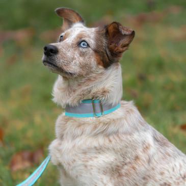 Heeler-mix wearing Navajo turquoise reflective comfort martingale with matching leash